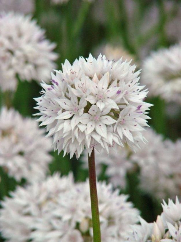 Allium Amplectens 'Gracefull Beauty'
